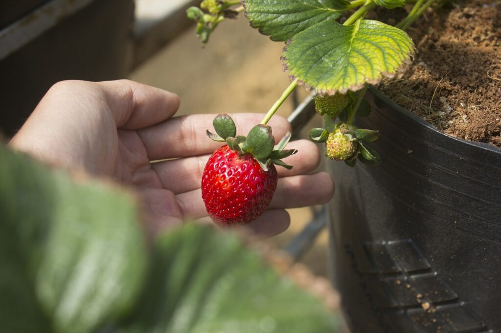 stawberry, fruit, nature, leaves, garden, vietnam, tiny, simple