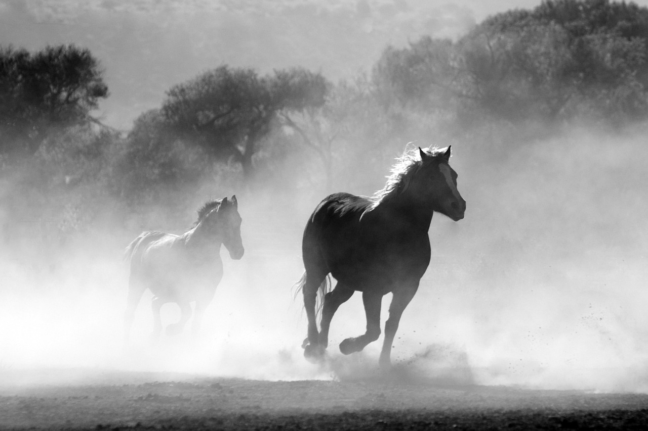 horses, galloping, running, stallions, smoke, dust, nature, wild, equine, motion, gallop, animals, mammals, monochrome, black and white, horses, horses, horses, horses, horses, running, running, running, smoke, smoke, nature, nature, motion, animals, animals, animals