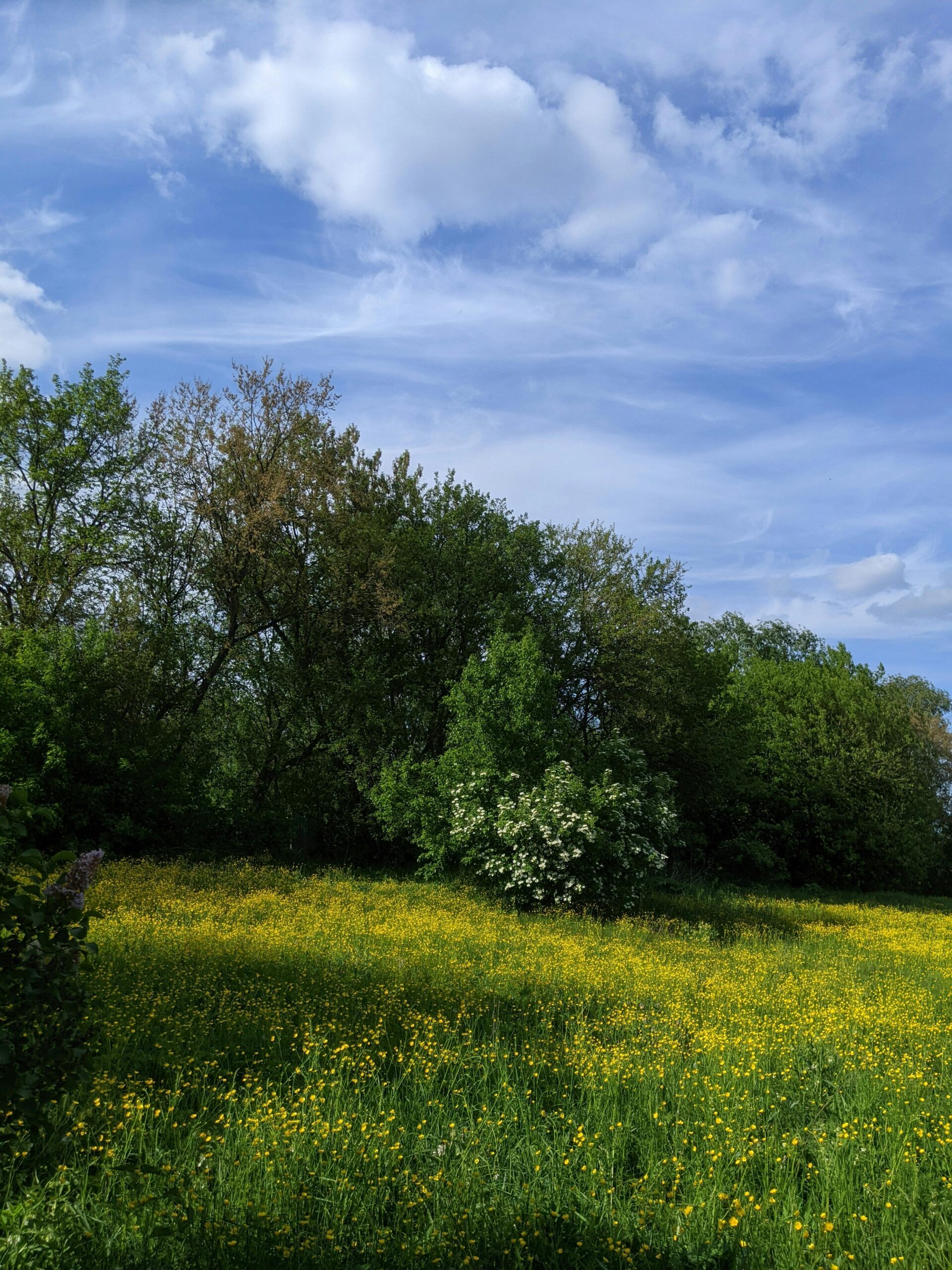 Vibrant spring meadow filled with yellow flowers against a serene blue sky and green trees.